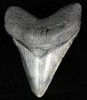 Fossil Megalodon Tooth - Glossy, Light Grey Enamel #56836-1